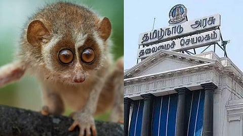 Slender Loris, Tamil Nadu  Secretariat