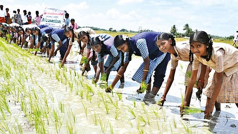 School students planting traditional paddy variety of Thanga Samba at a farm in Thanjavur on Friday