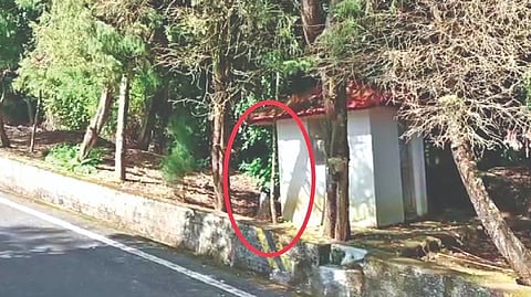 The tree stump at Kodanad Estate in The Nilgiris