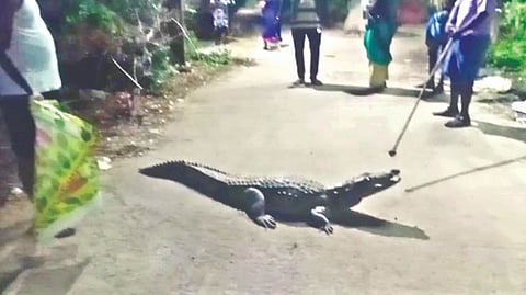 Residents said that in the past few years, over 10 crocodiles have been found in the lake.