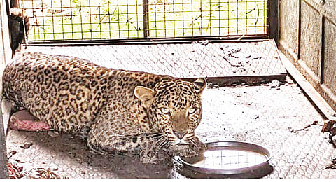 Female leopard trapped in snare at a farm in Nilgiris