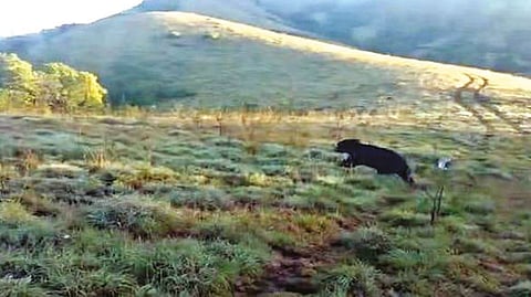 Trapped sloth bear getting released into wild in Nilgiris