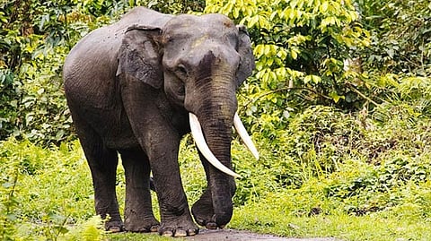 Representative image