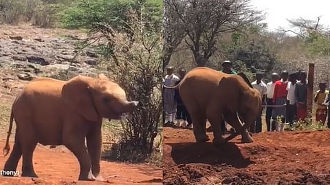 Baby elephant trampling on its own trunk