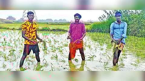 Ryots show submerged samba nurseries in Thanjavur on Friday.