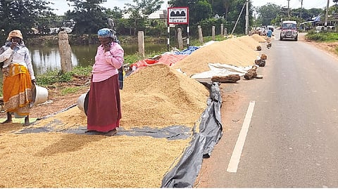 Farmers drying paddy Along highway