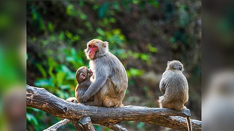 Rhesus Macaques