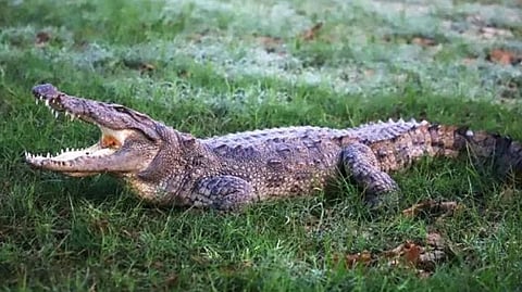 Representative image