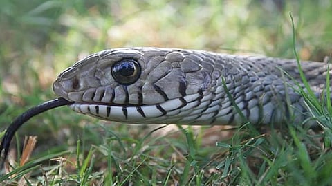 Representative image