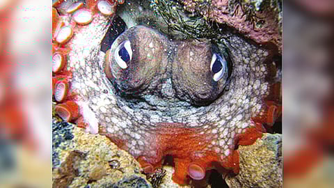 An octopus so annoyed, it just wants to fling something