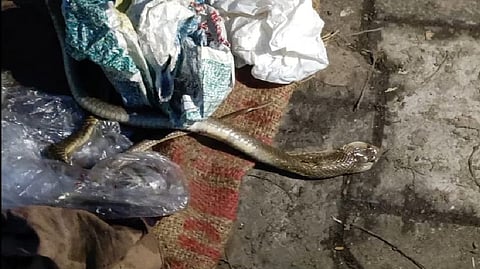 A cobra in Tambaram Taluk office