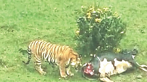 The tiger with its kill near Hindustan Photo Films factory in Nilgiris on Thursday