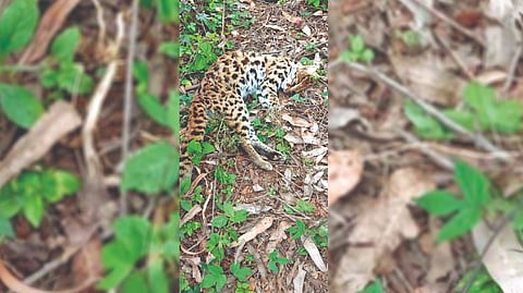 The dead leopard cat in
Valparai range on Wednesday
