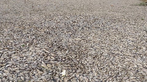 Over 50,000 fish have died in the lake