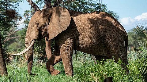 Representative image