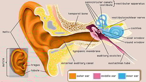 Inner Ear diagram