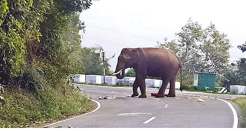 A wild elephant standing on Kotagiri-Mettupalayam Road brining traffic to halt in The Nilgiris on Thursday