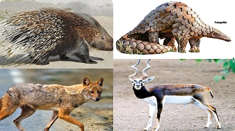 Several small mammals of south India