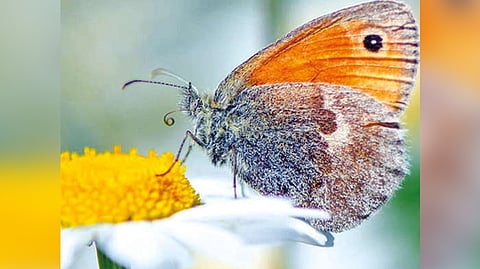 Maintaining Balance: Why is biodiversity so important?