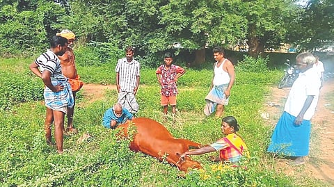 Public assisting a cattle owner in delivering a calf near Chengalpattu Collectorate on Monday.