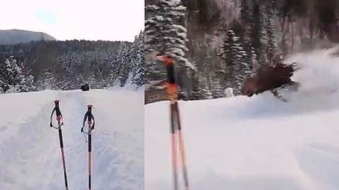 'It's Moosain Bolt': Video of animal skiing in deep snow goes viral