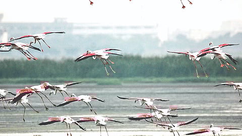 Representative image