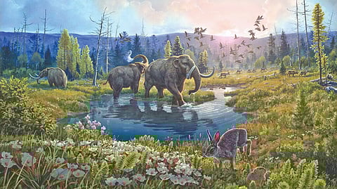 An illustration of the Kap Kobenhavn Formation in northern Greenland two million years ago, when it was covered with poplar and birch forests and populated with mastodons.