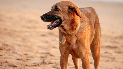 Representative image