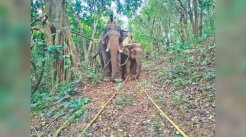 Kumkis assist the forest department in the capture of the makhna