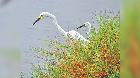 Pallikaranai marshland