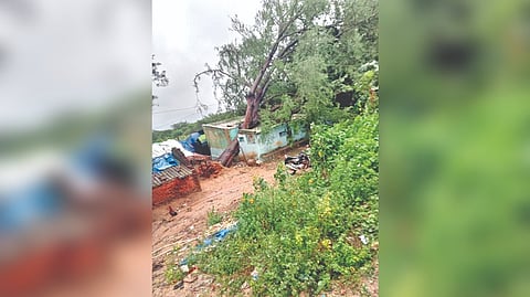 A tree which fell on a house in Arikalambadi village on Saturday