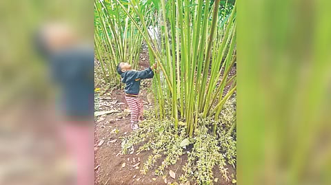 A lush cardamom farm in Thandikudi near Kodaikanal.