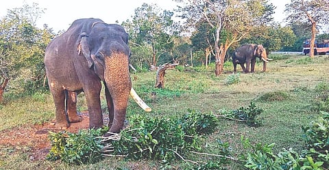 Kumkis deployed to prevent PM-2 from venturing out of the forest area in The Nilgiris on Tuesday