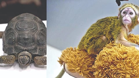 Rare species from Thailand