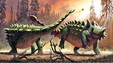 The ankylosaur’s tail-club wasn’t only swinging at T Rex