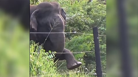 Screengrab from the Video