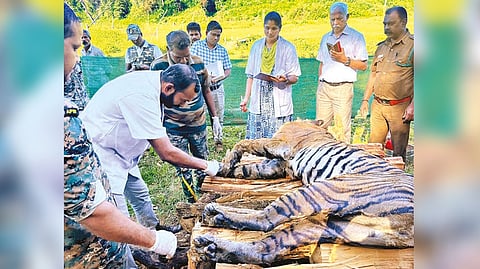 Vet examining the carcass of the tiger