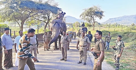 Forest department patrol with kumkis