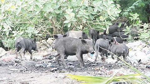 Representative image