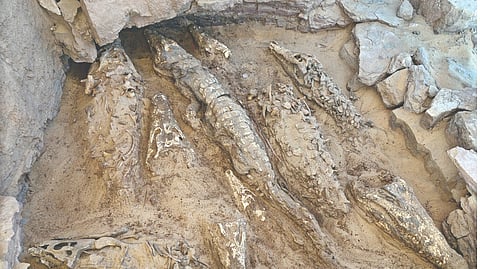 Tales from the crypt: Mummified crocodiles emerge from an Egyptian tomb