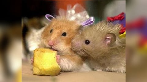 Representative image