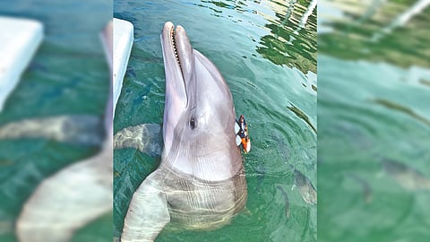 Dolphin