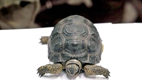 Exotic animals seized from Thailand passenger