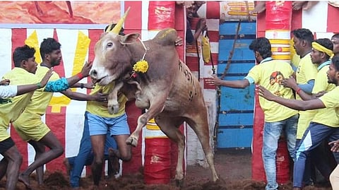 Bull tamers trying to tame the bulls in the Jallikattu which held at Alanganallur near Madurai.