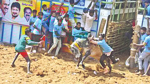 A bull and tamer in action at Vanniyan Viduthi jallikattu in
Pudukkottai district on Tuesday