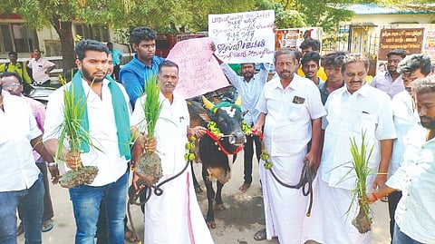 Thenkal Sangam members at Madurai Collectorate with a bull pressing their demand on Saturday