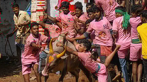 Jallikattu