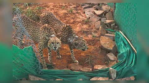 India signs pact with S Africa to bring 12 cheetahs in February