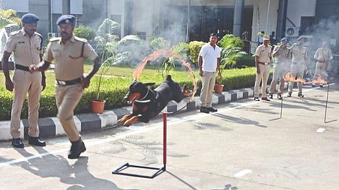 A RPF dog displaying its skills at the Republic Day celebrations at Salem Railway Division on Thursday.