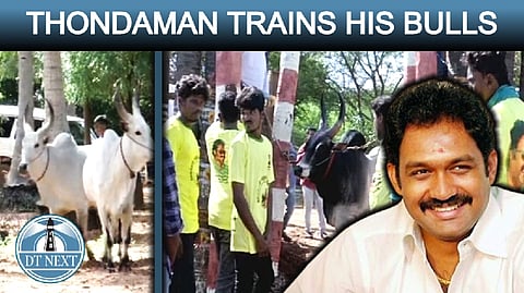 Lankan man Senthil Thondaman trains his bulls for Jallikattu